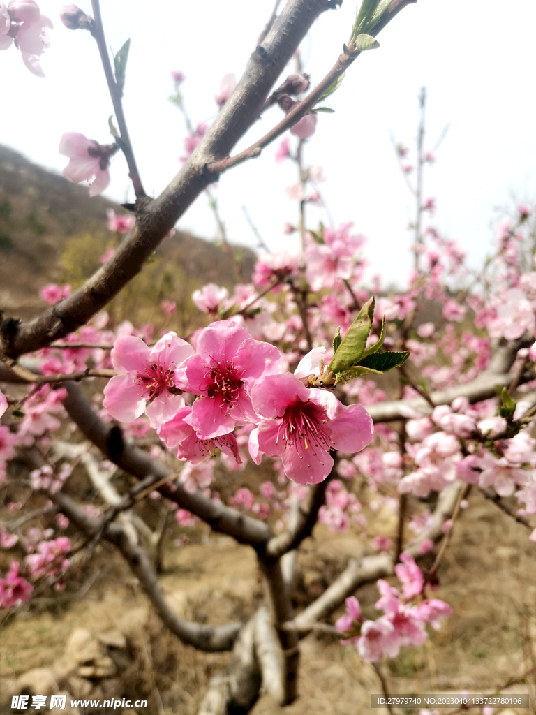 满枝桃花