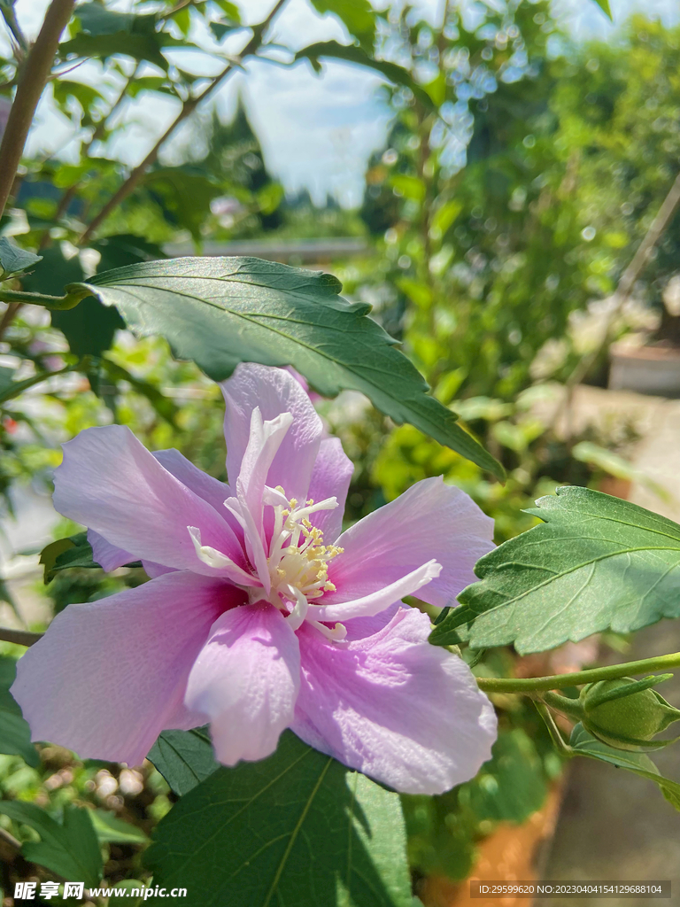 木瑾