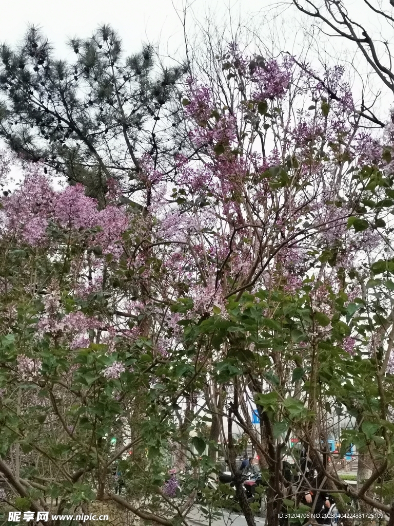 丁香花开