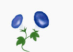 牵牛花