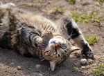 猫咪