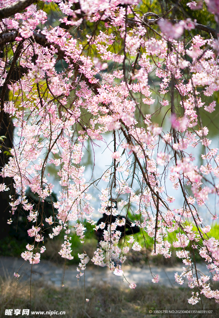 樱花
