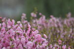 榆叶梅开花