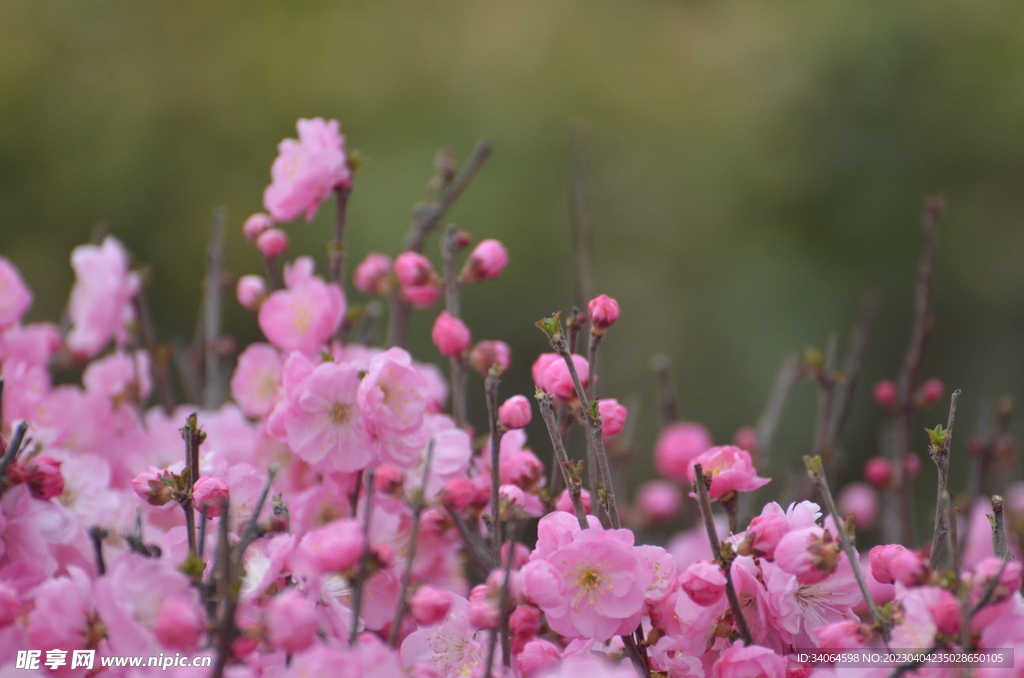 榆叶梅花