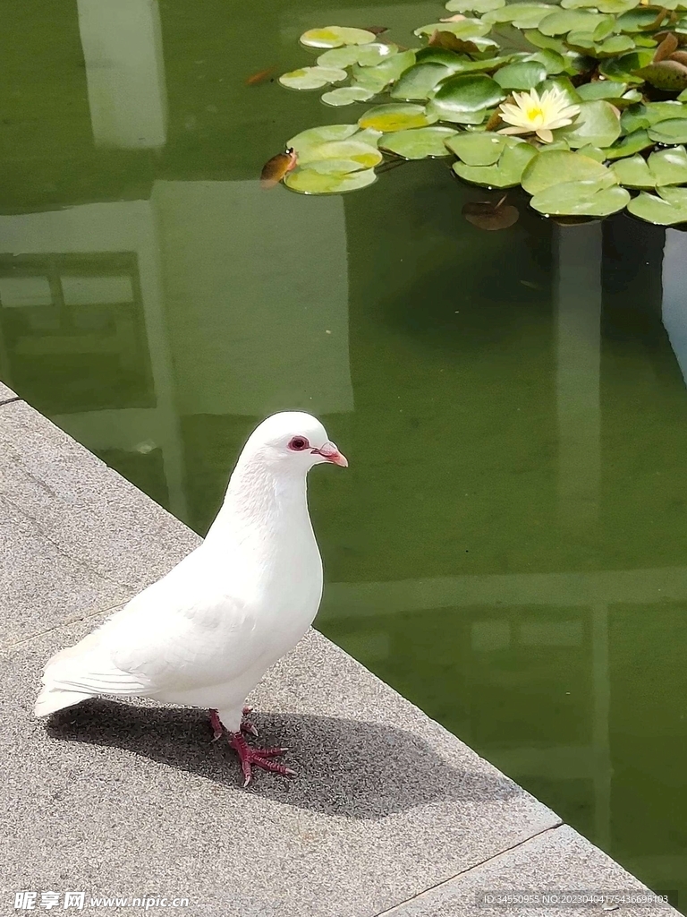 鸟