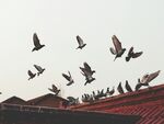 鸟