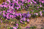 路边草地紫色小花