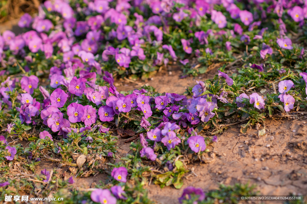 路边草地紫色小花