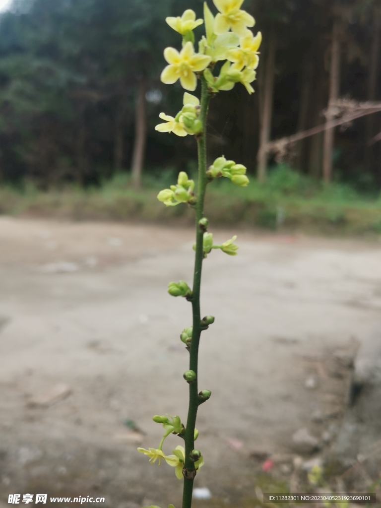 小黄花