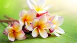 鸡蛋花壁纸