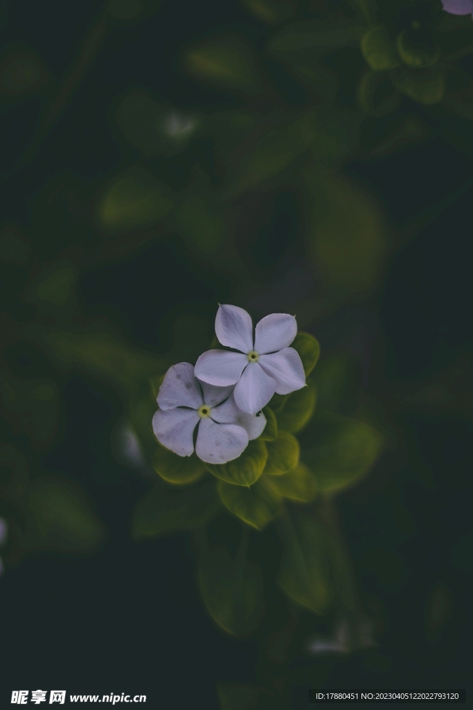 蓝雪花