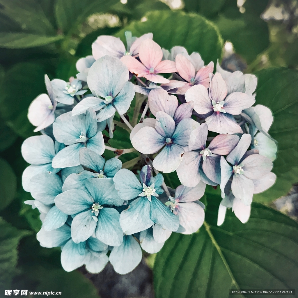 绣球