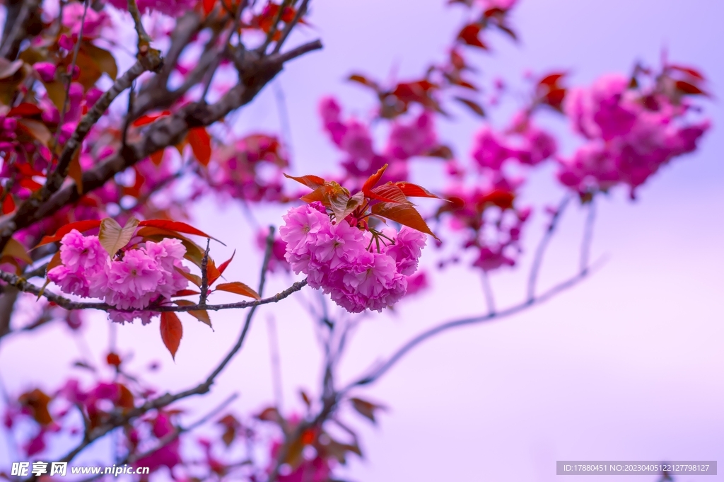 樱花