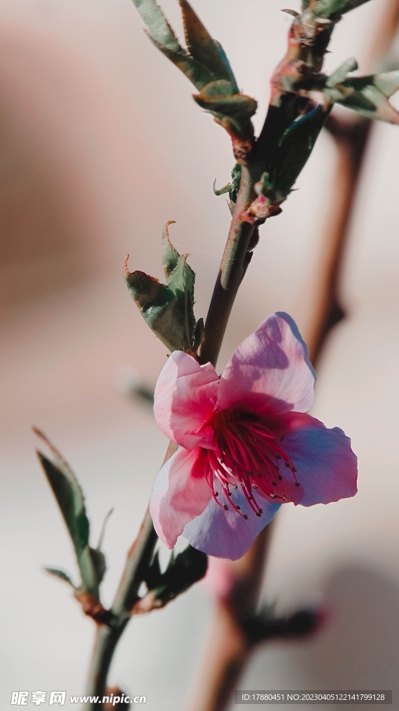 桃花