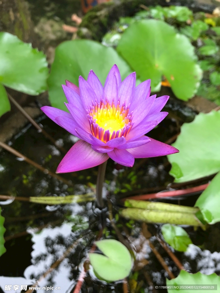睡莲