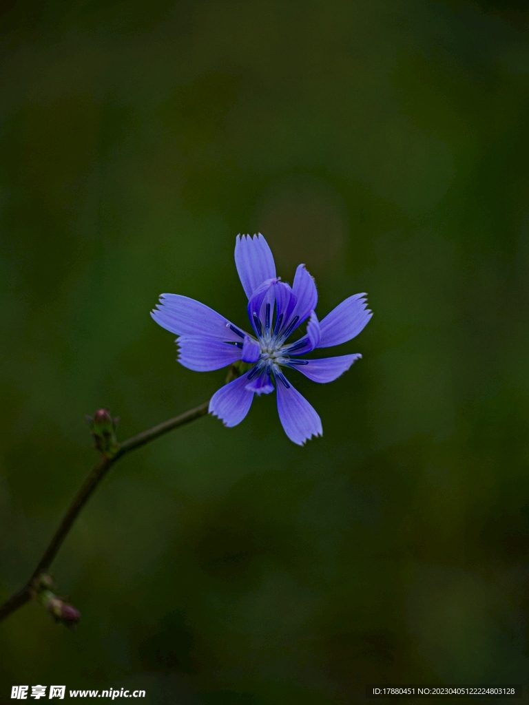 菊苣