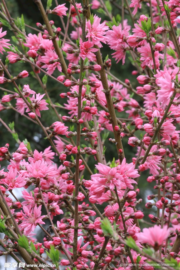 菊花桃 