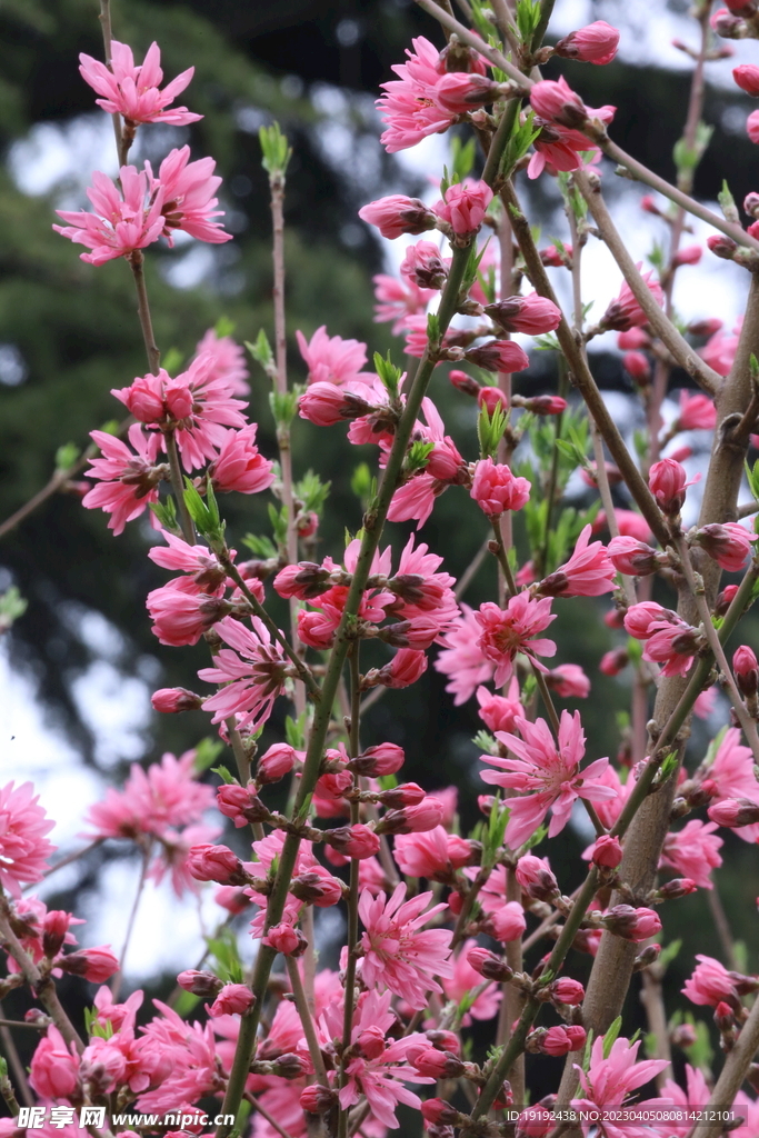 菊花桃 