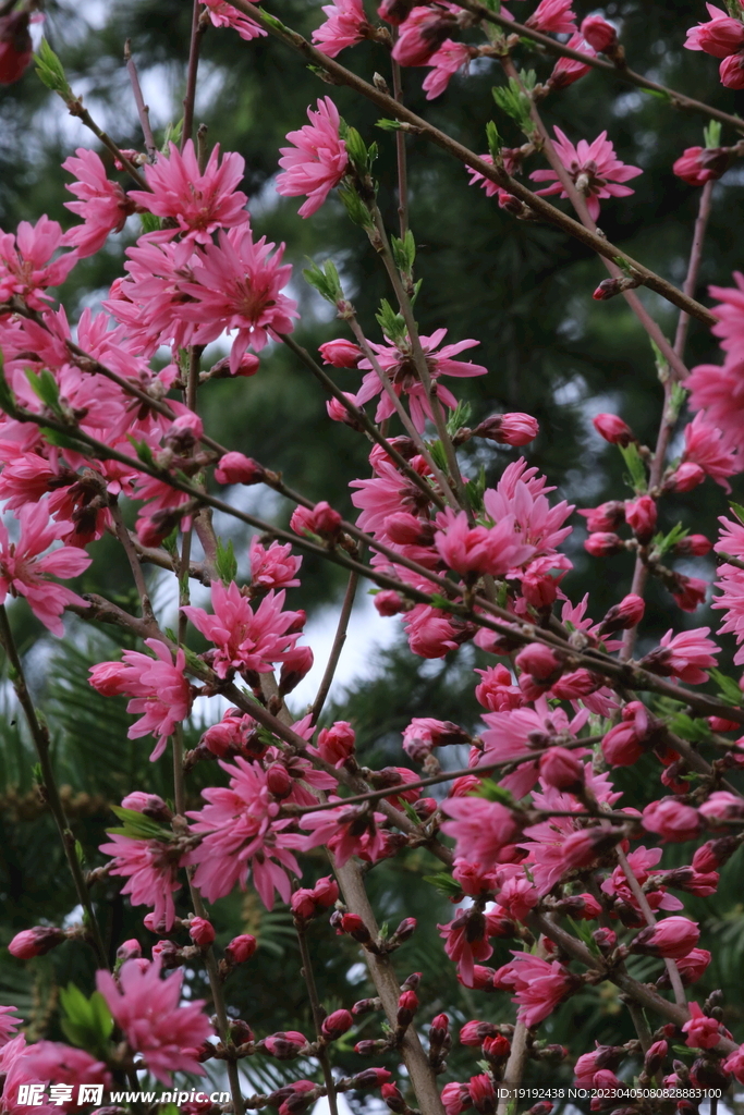 菊花桃