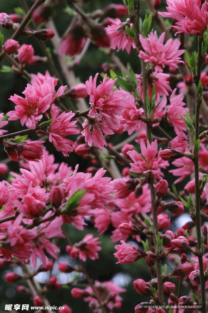 菊花桃