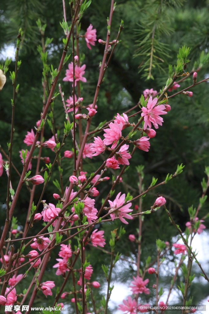菊花桃 
