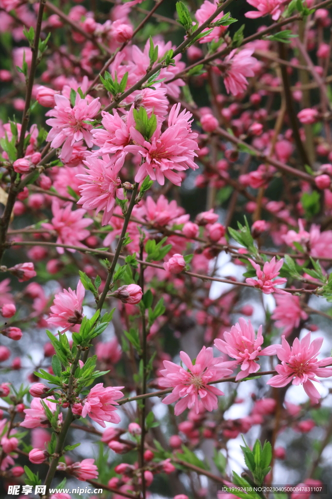 菊花桃
