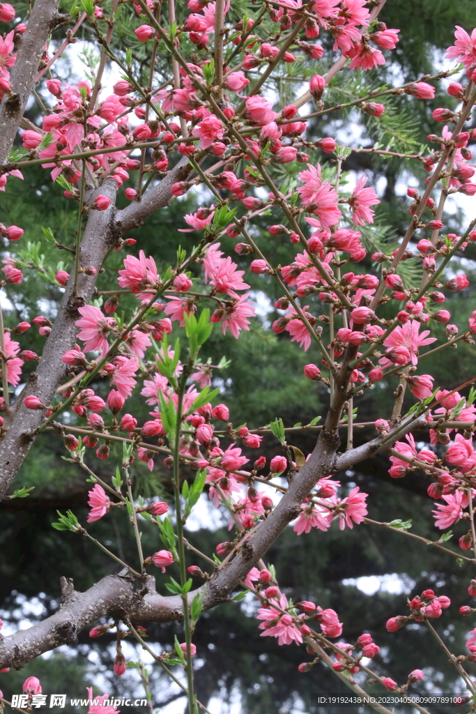 菊花桃 