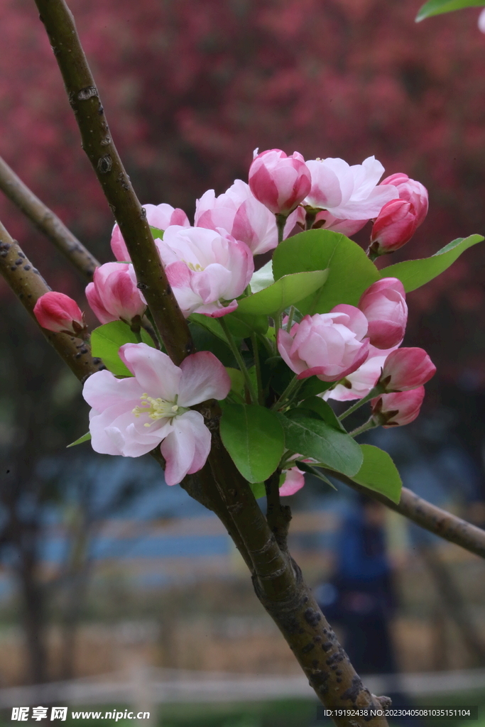 西府海棠花 