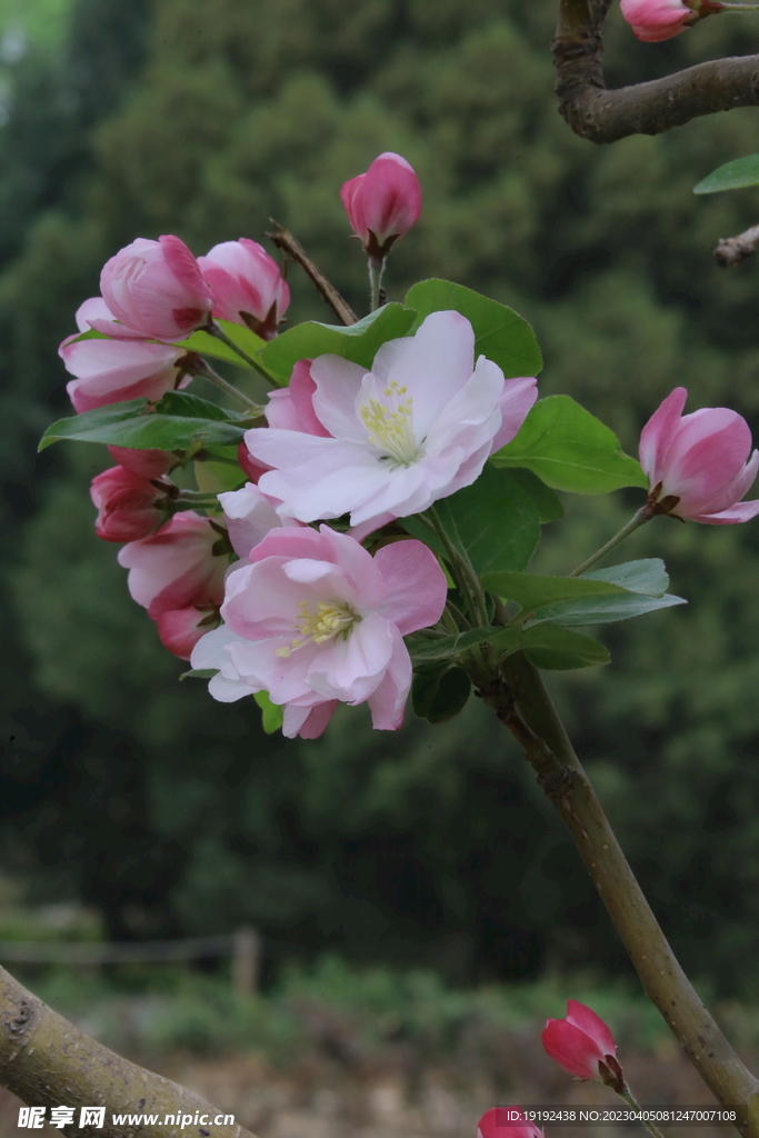 西府海棠花 