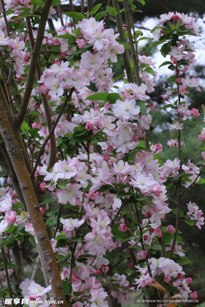 西府海棠花
