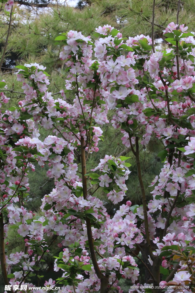 西府海棠花