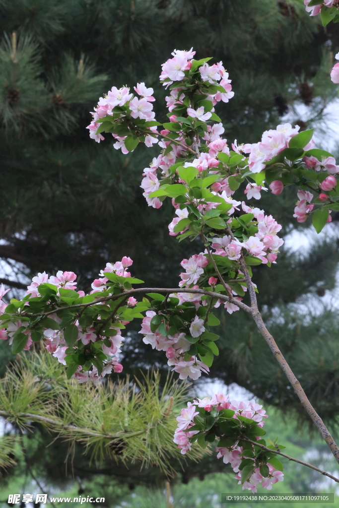 西府海棠花 