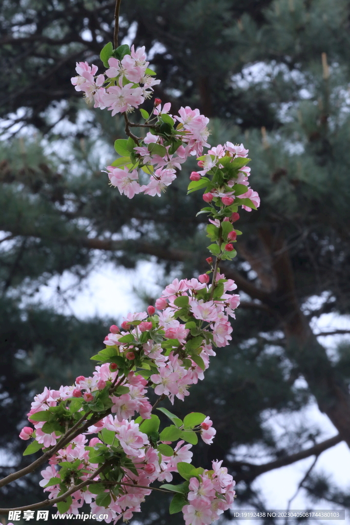 西府海棠花 