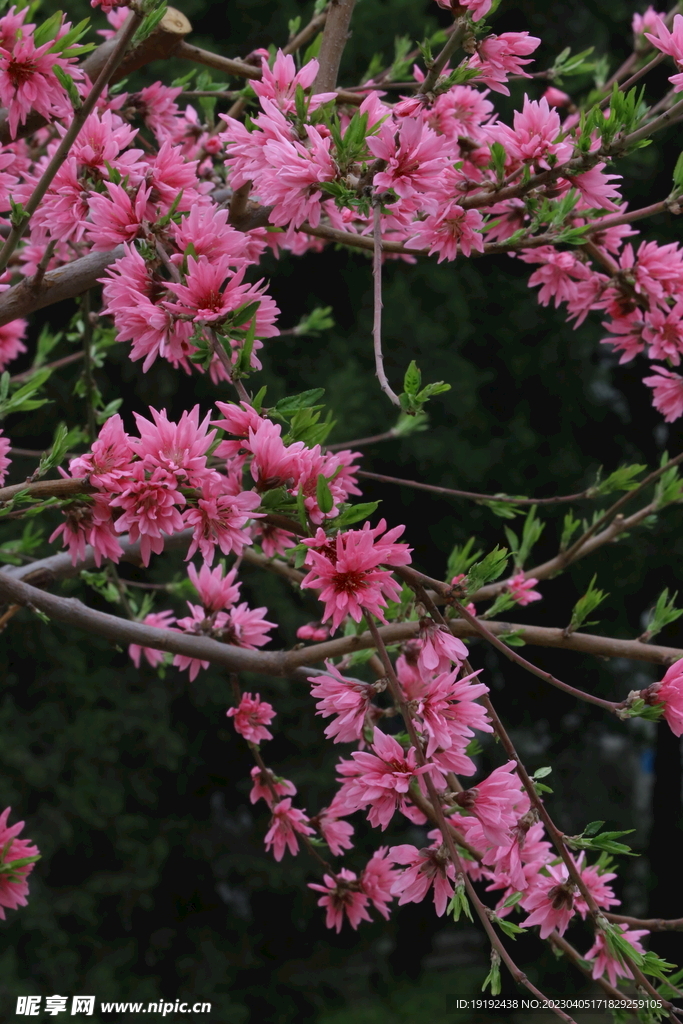 菊花桃 