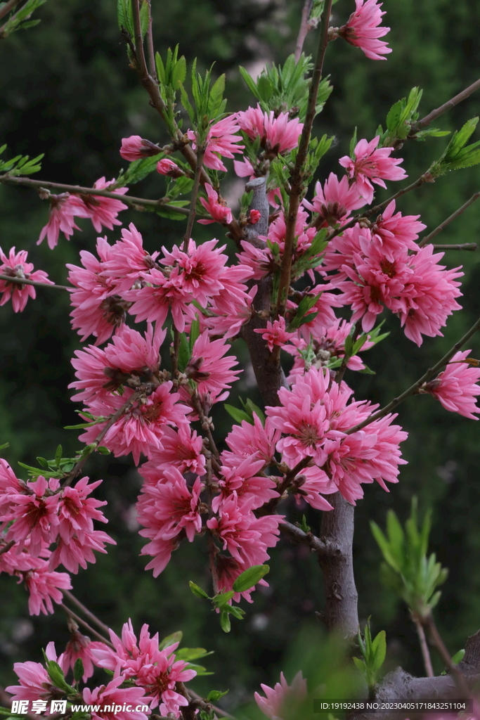 菊花桃 