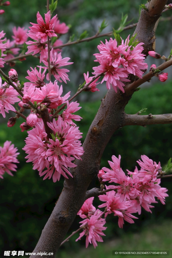 菊花桃 