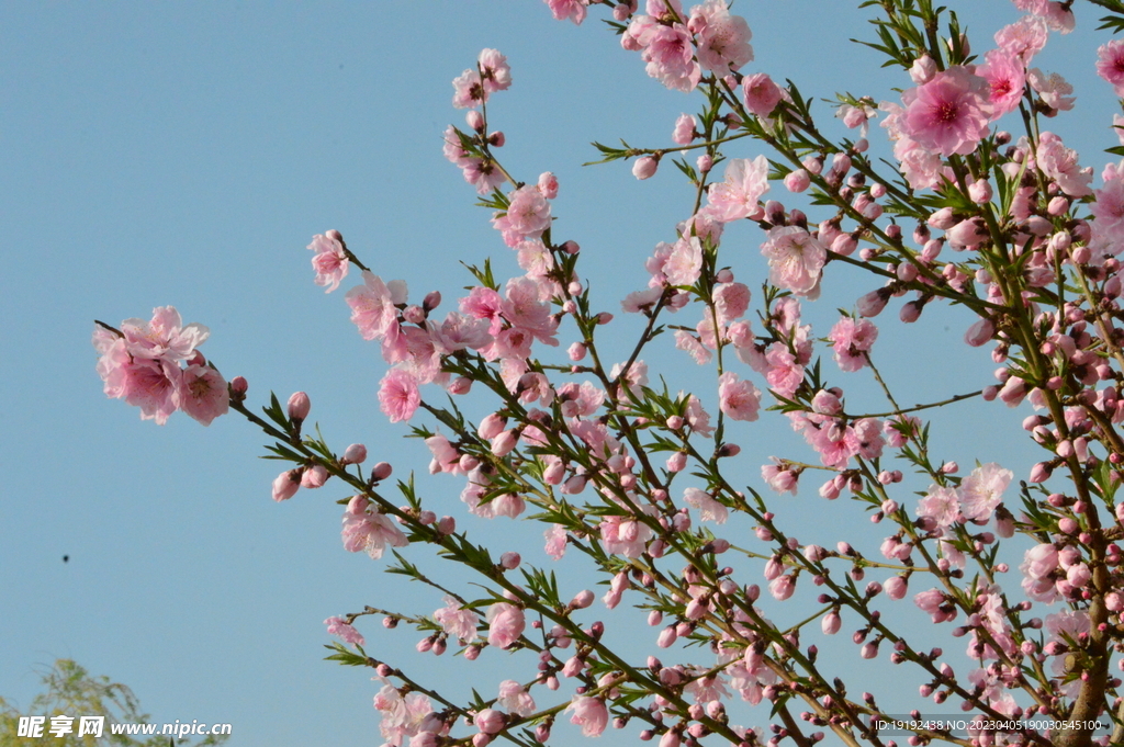 桃花 