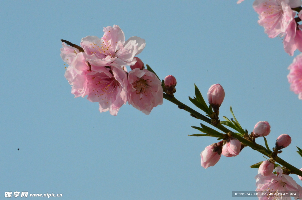 桃花 