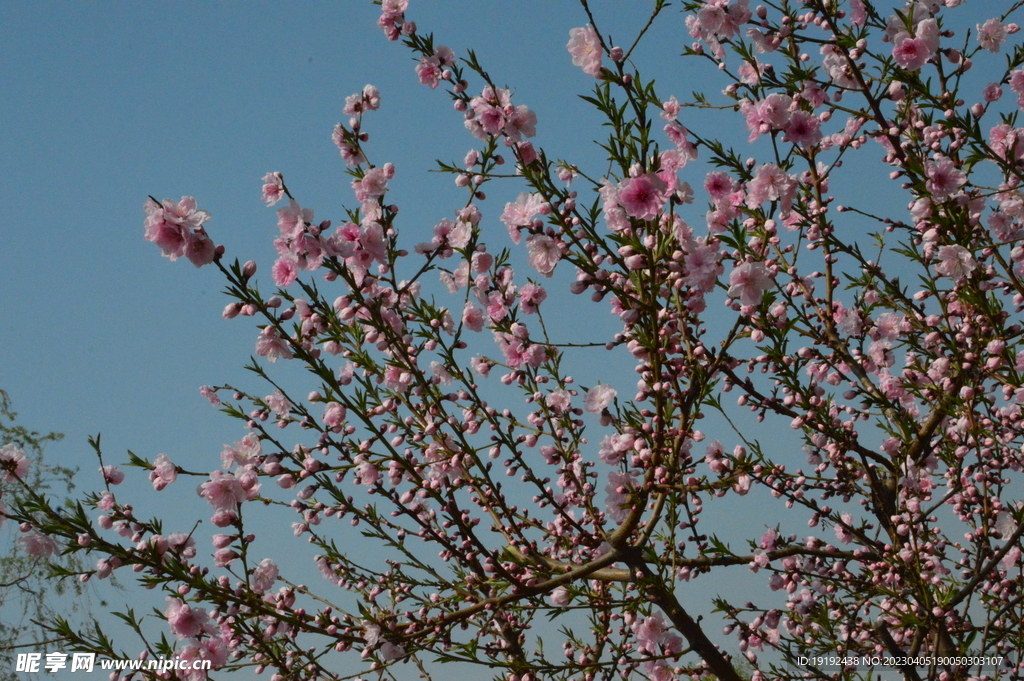 桃花