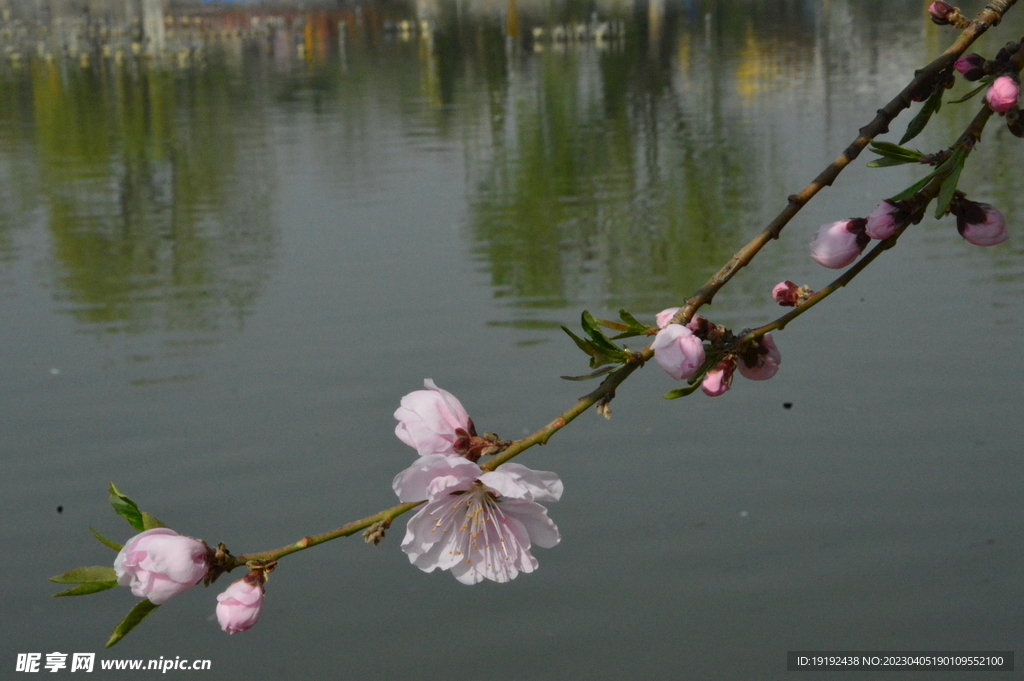 桃花 