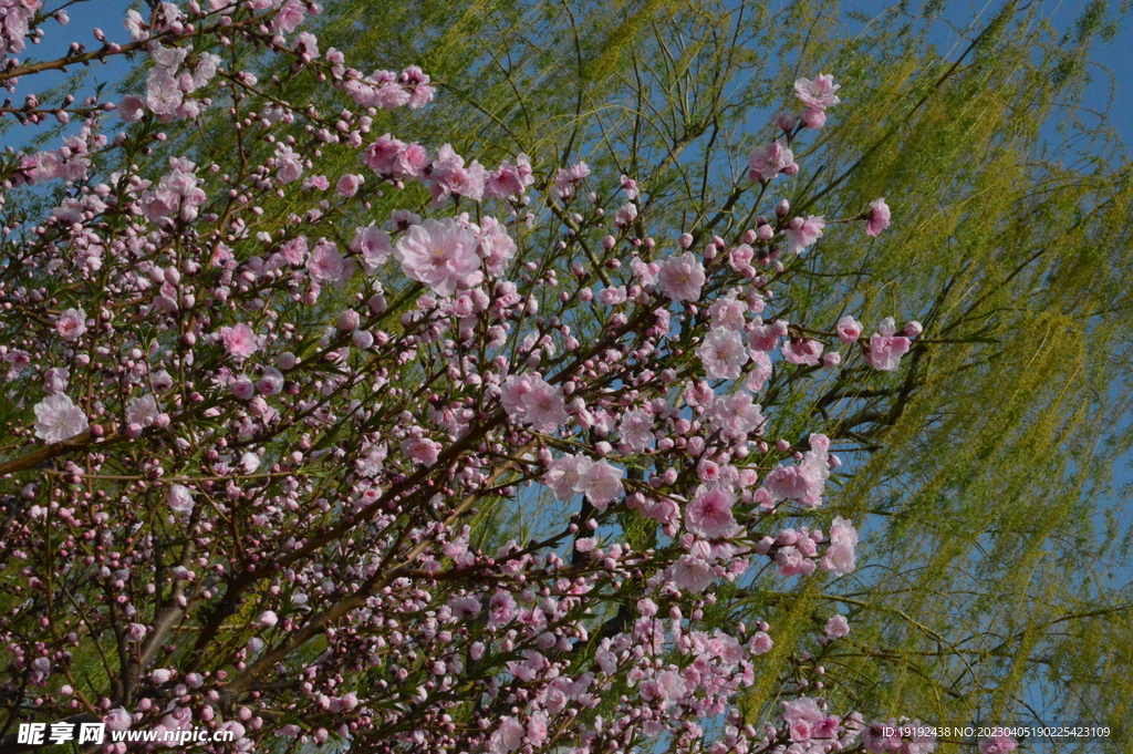 桃花