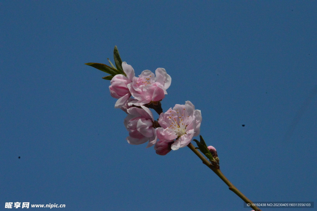 桃花