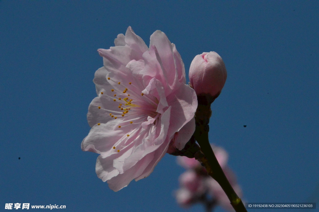 桃花