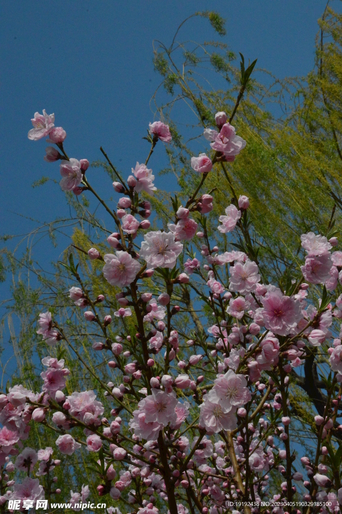 桃花 