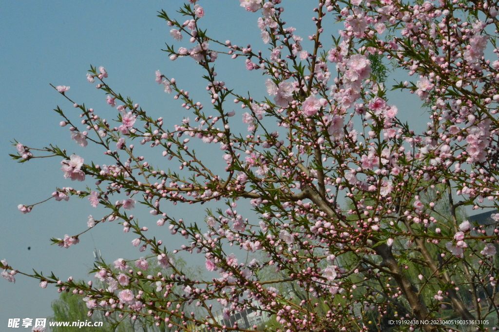 桃花 
