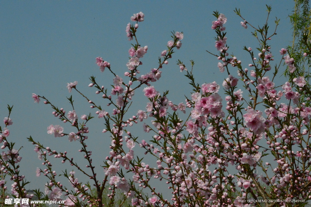 桃花