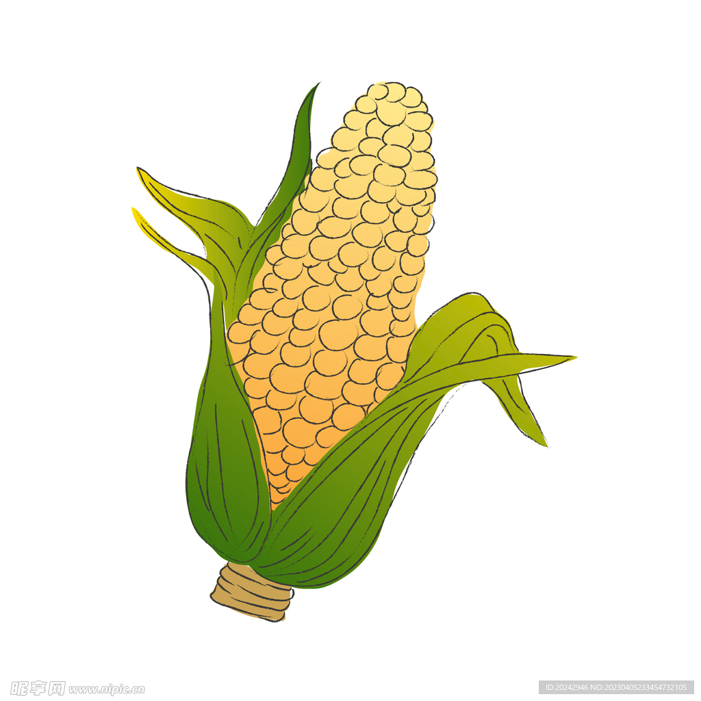  玉米 