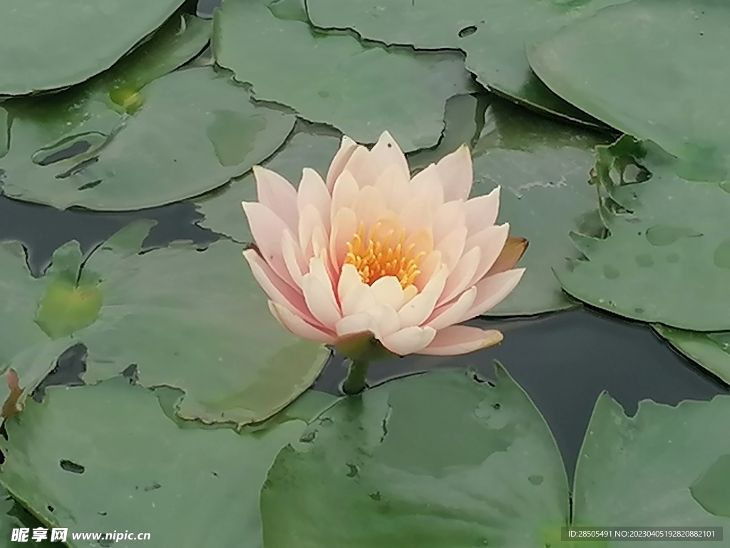 莲花