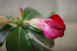 沙漠玫瑰花苞
