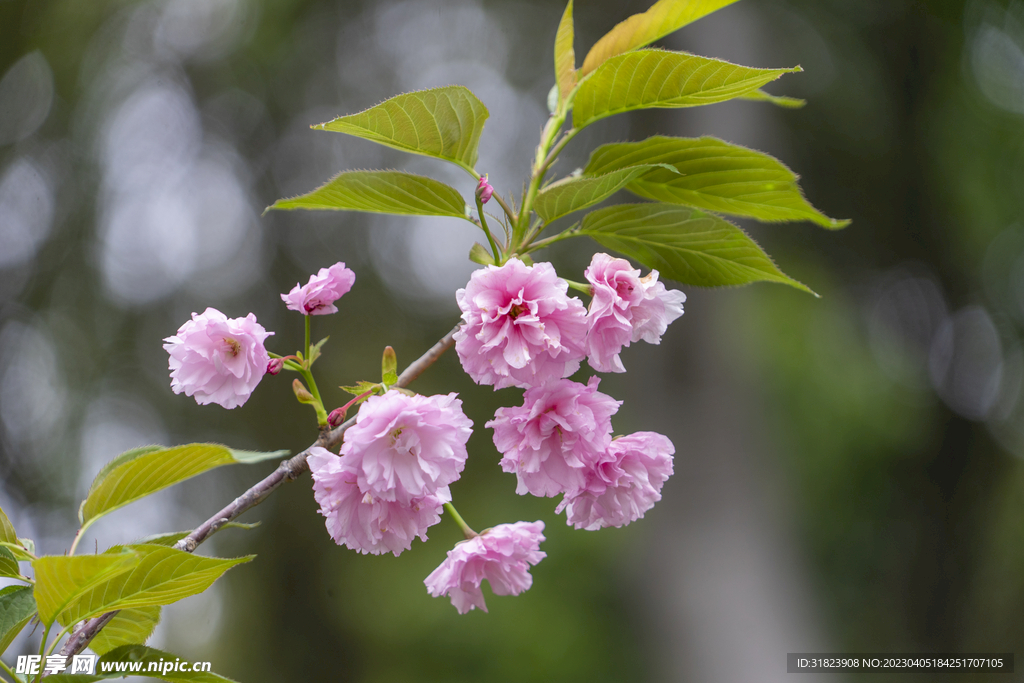 樱花 